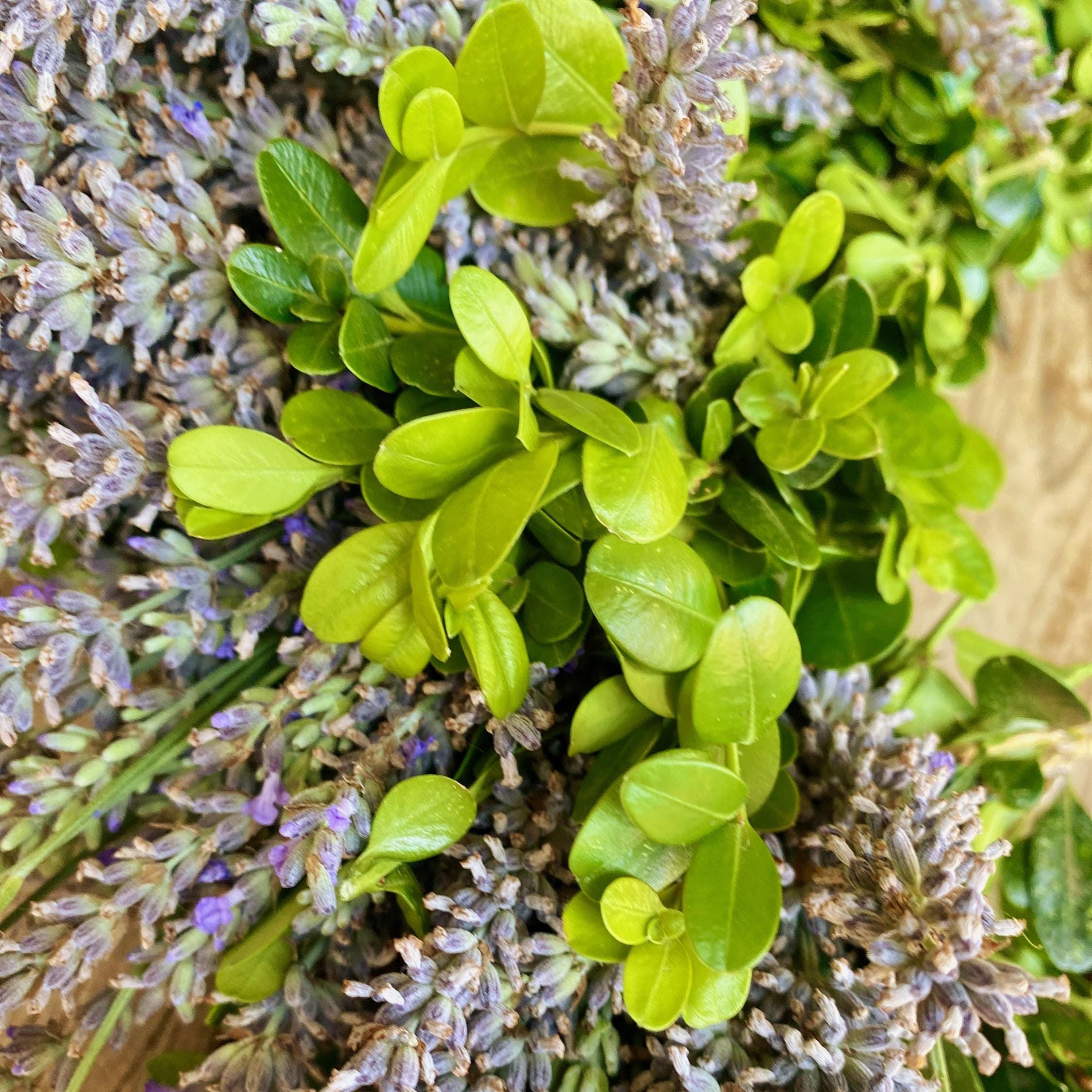 Lavender & Boxwood Wreath, 12"