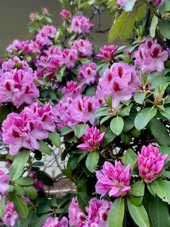 Fresh Flower Bouquet (Local Delivery Only)