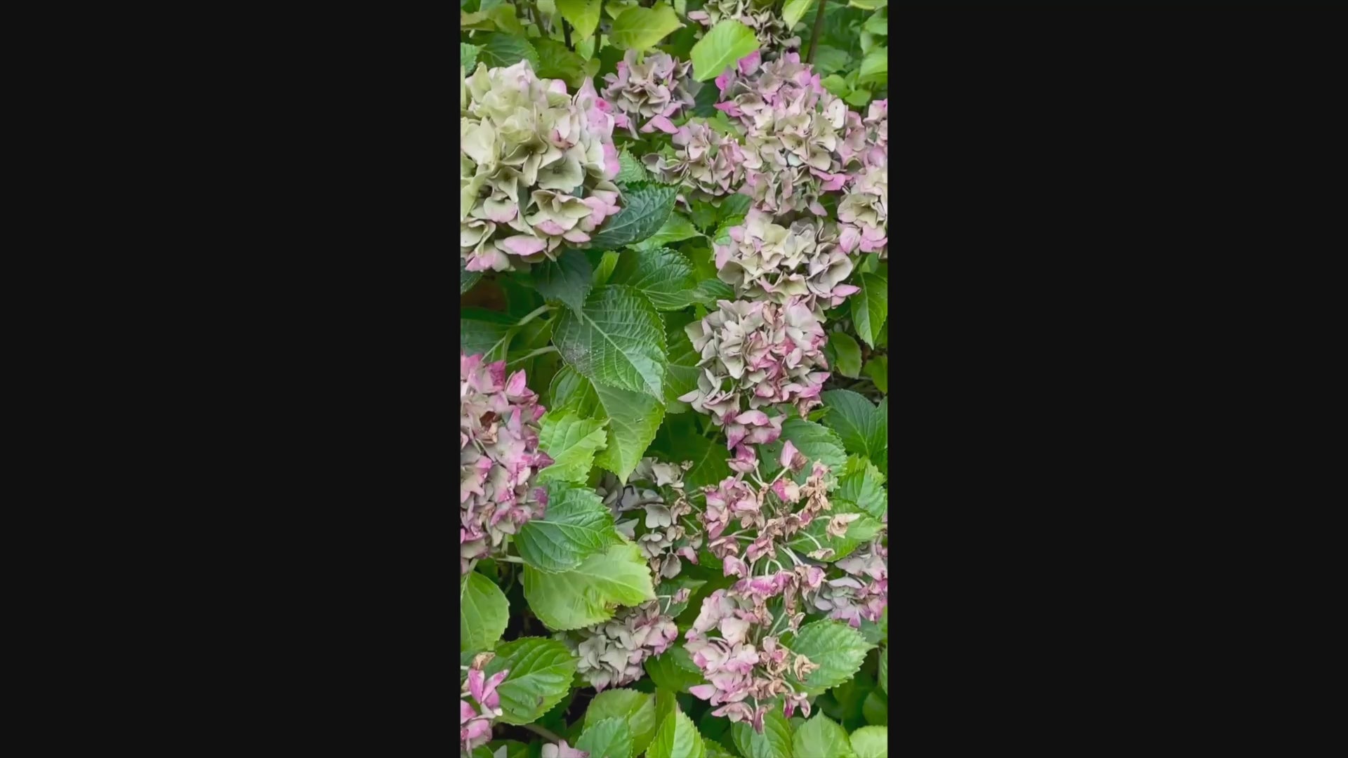 Dried Hydrangea Wreath on Grapevine Frame, 14"