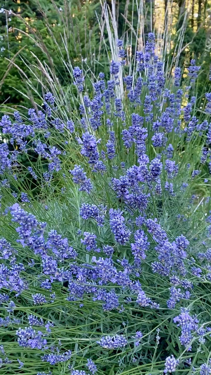 Lavender Bundle or Sachet